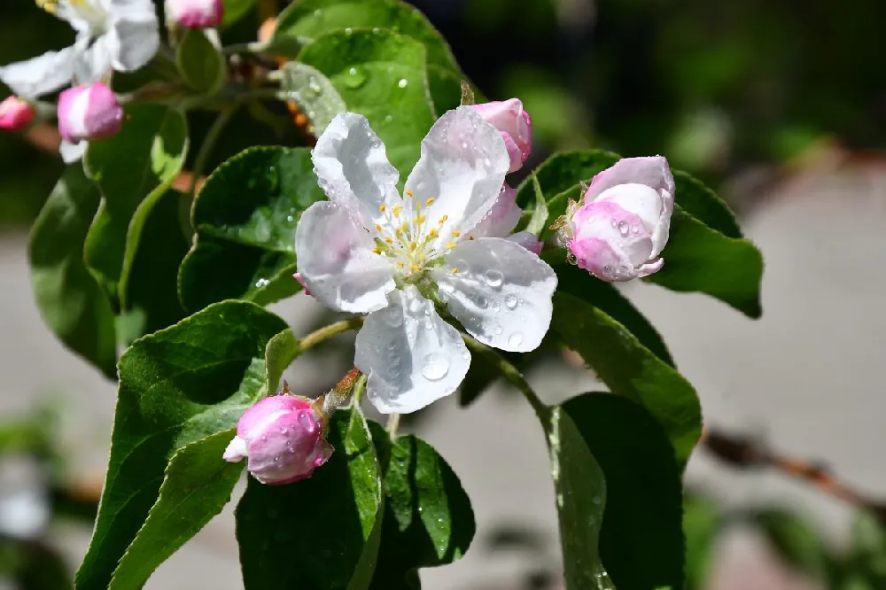 Anna Apple Tree