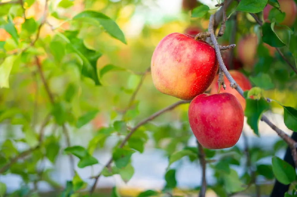 Anna apple tree