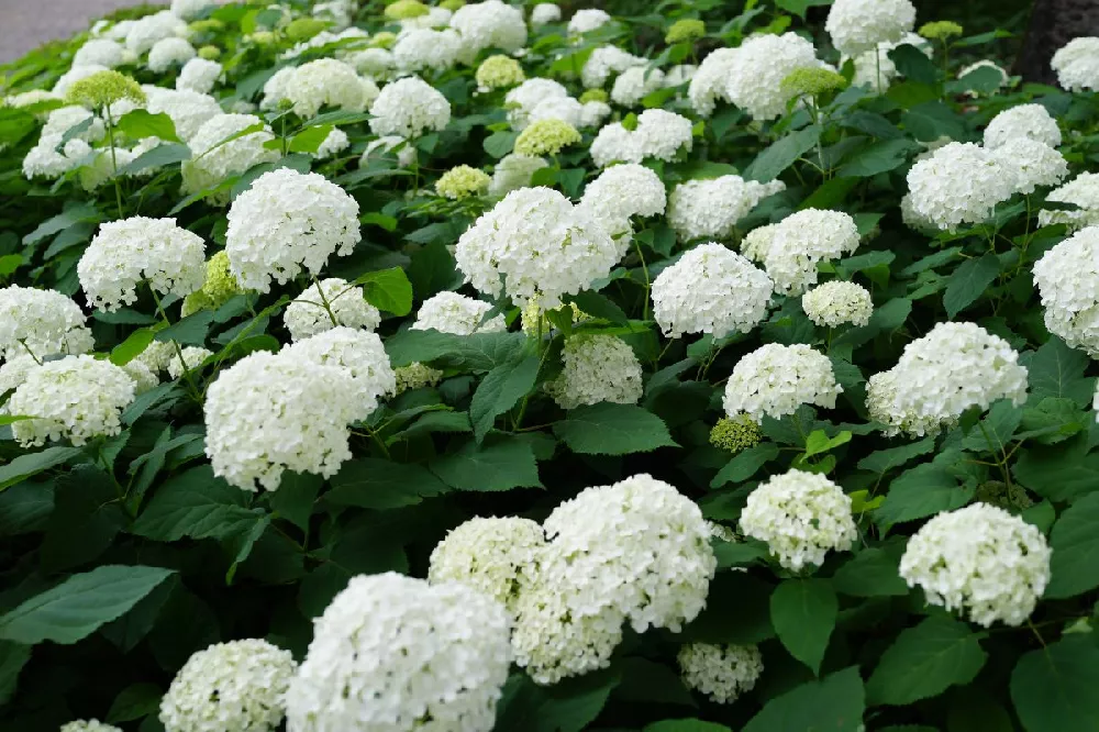 Annabelle Hydrangea Shrub