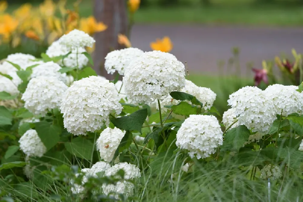 Annabelle Hydrangea Shrub