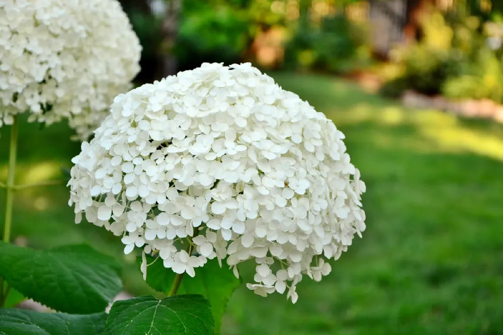 Annabelle Hydrangea Shrub