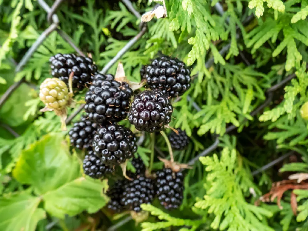 Apache Blackberry - USDA Organic