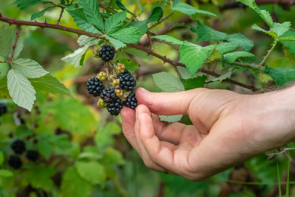 Apache Blackberry - USDA Organic