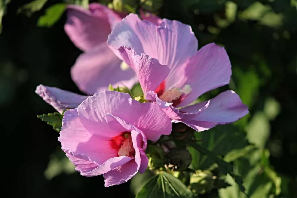 Aphrodite Rose of Sharon Althea Shrub