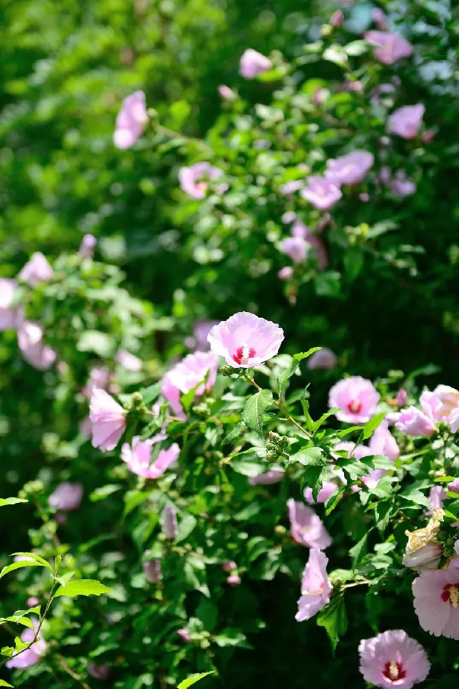 Aphrodite Rose of Sharon Althea Shrub