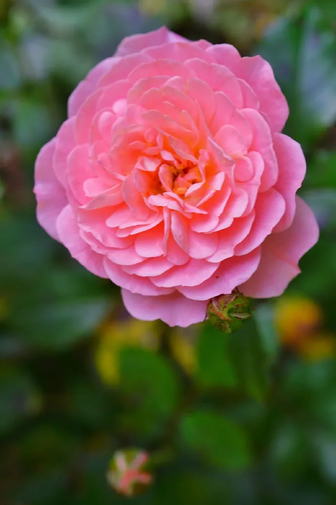 Apricot Drift® Rose