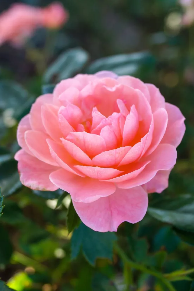 Apricot Drift® Rose