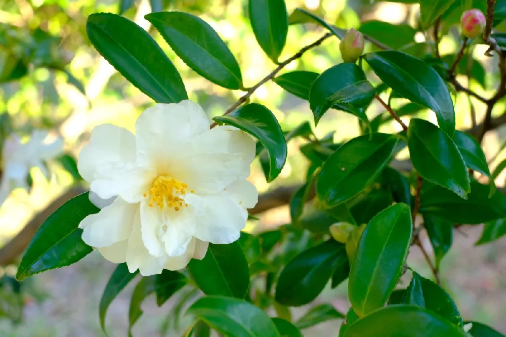 April Snow Camellia