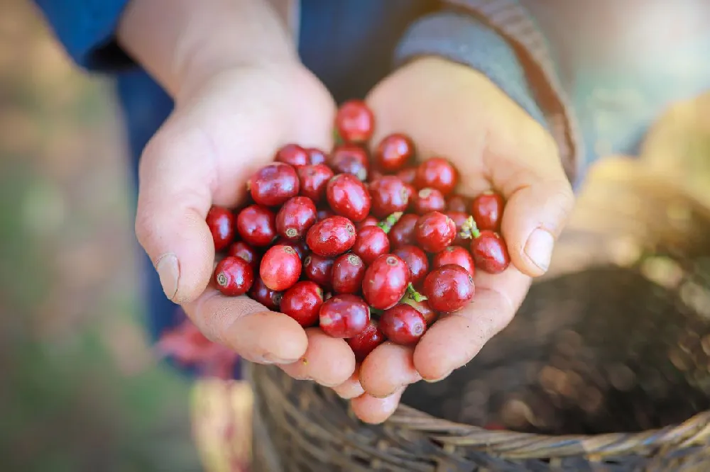 Arabica Coffee Gift Plant