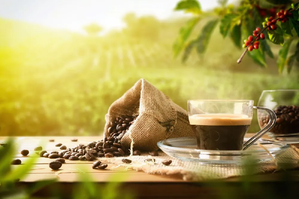 Arabica Coffee Plant - USDA Organic