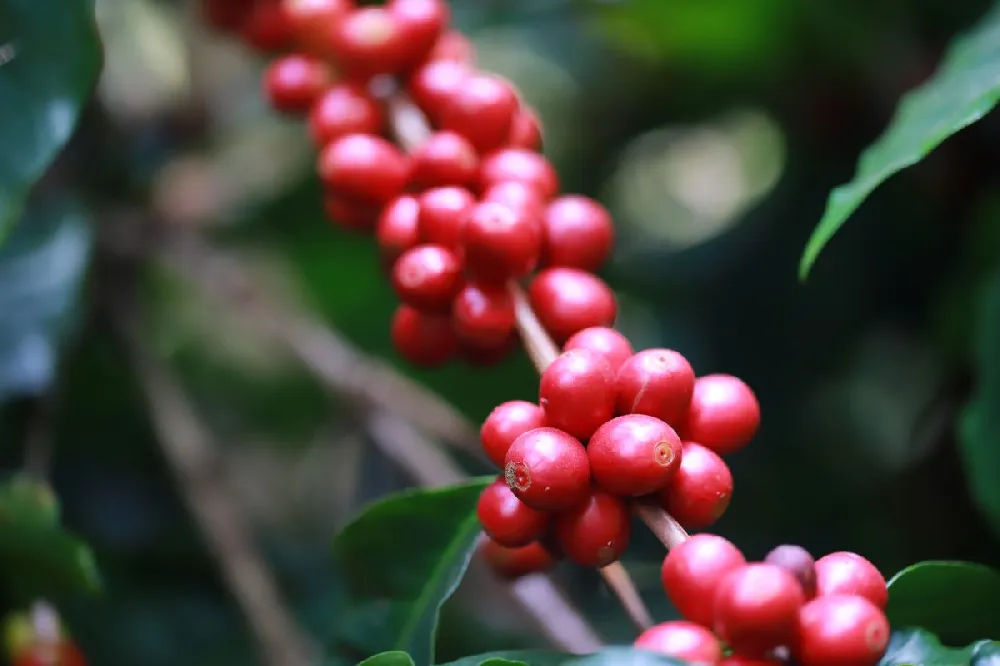 Arabica Coffee Plant - USDA Organic