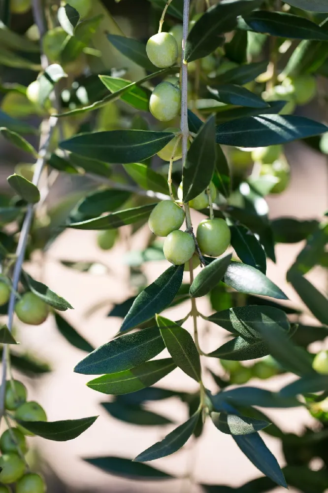 Arbequina Olive Tree - USDA Organic