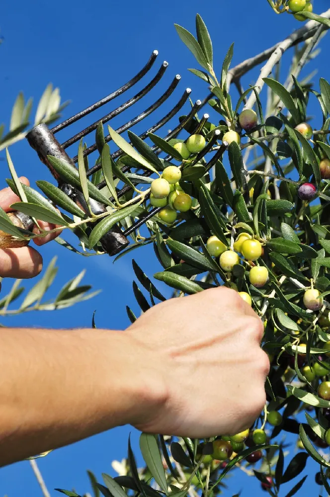 Arbequina Olive Tree - USDA Organic