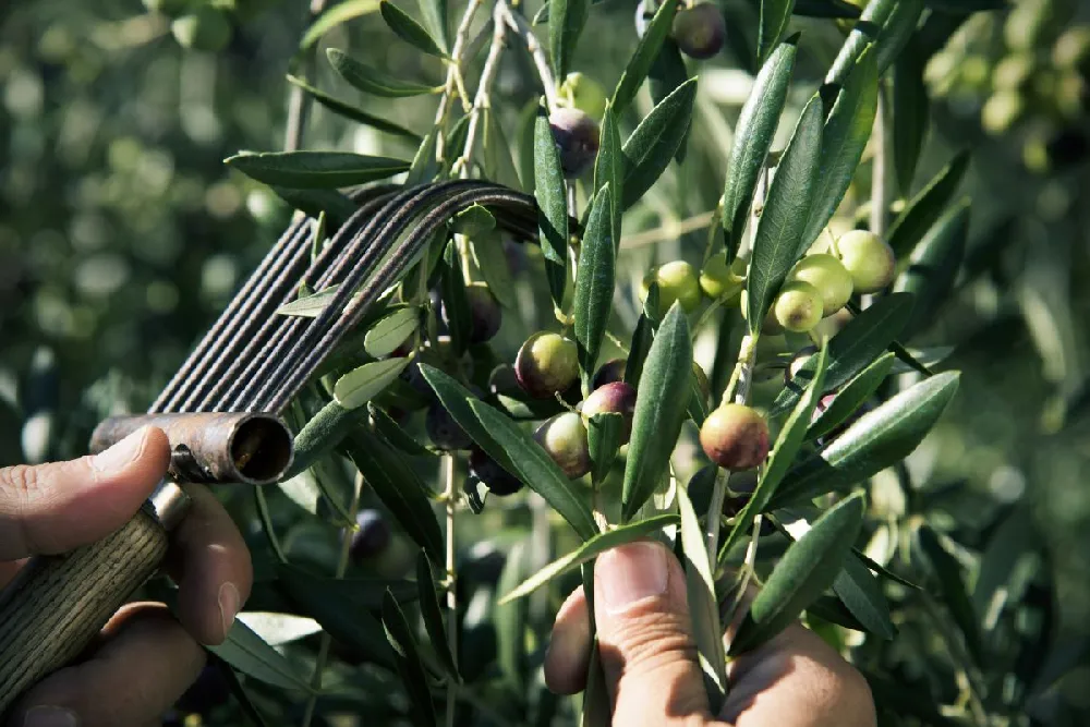 Arbequina Olive Tree