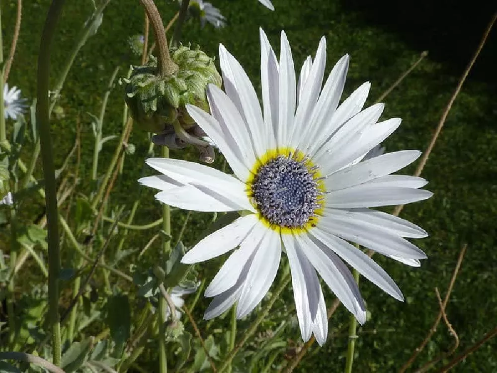 Large Daisies