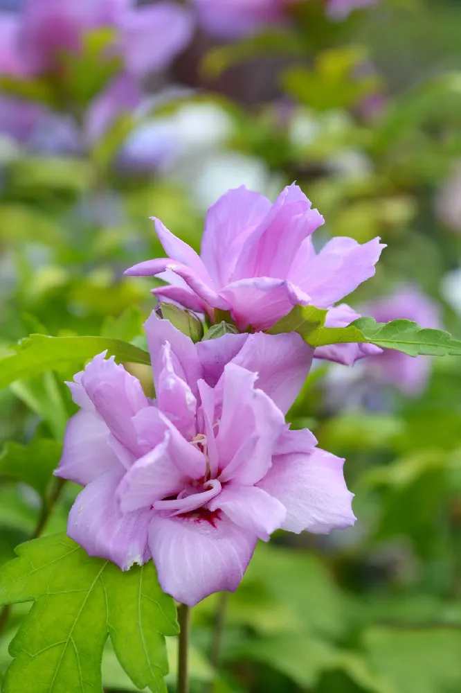 Ardens Rose of Sharon Althea Shrub