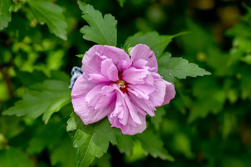 Ardens Rose of Sharon Althea Shrub