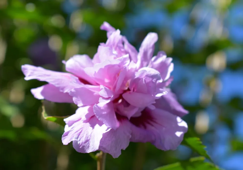 Ardens Rose of Sharon Althea Shrub