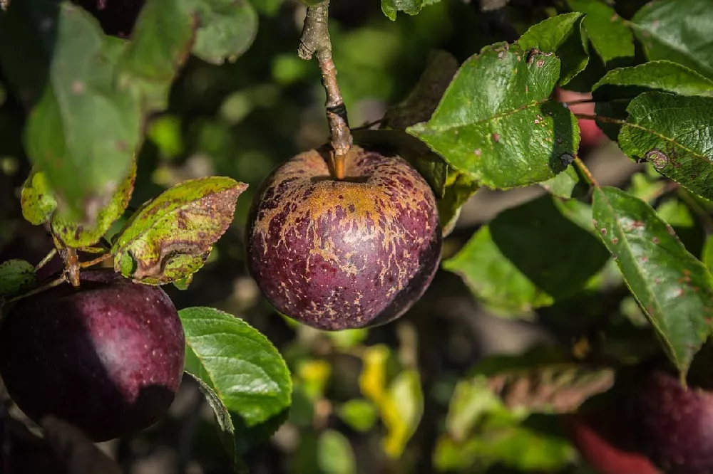 Arkansas Black Apple tree