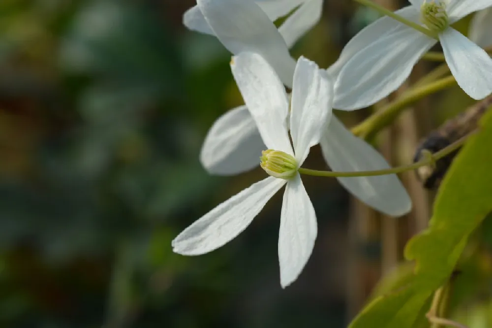 Armandii Snowdrift Clematis