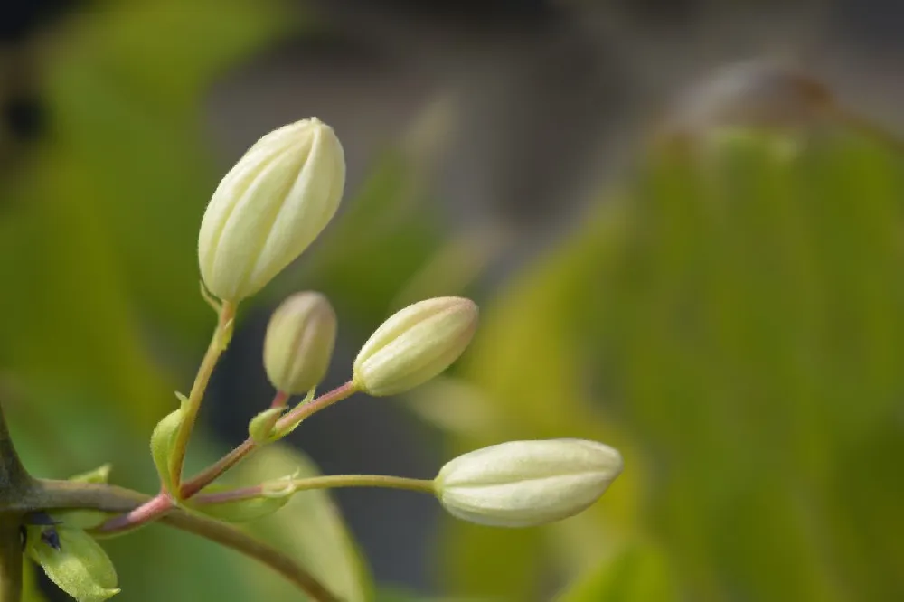 Armandii Snowdrift Clematis