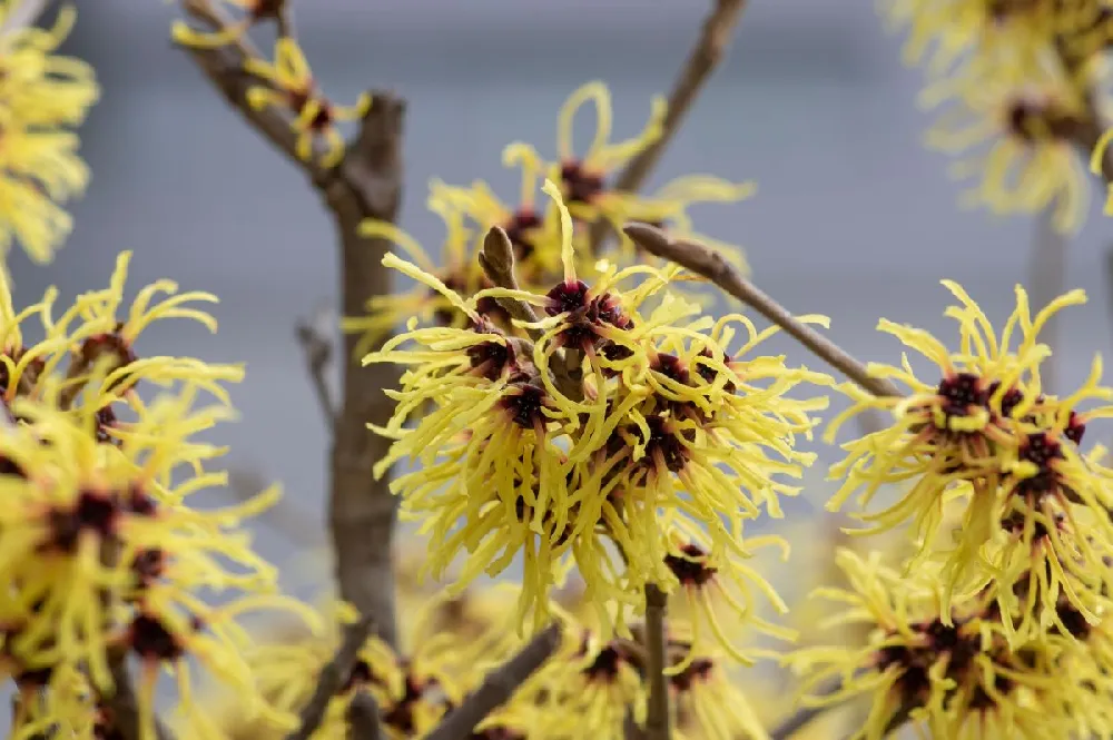 Arnold Promise Witch Hazel Shrub