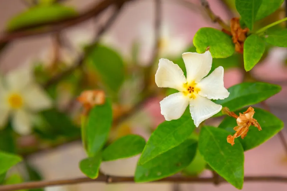 Asiatic Jasmine Shrub