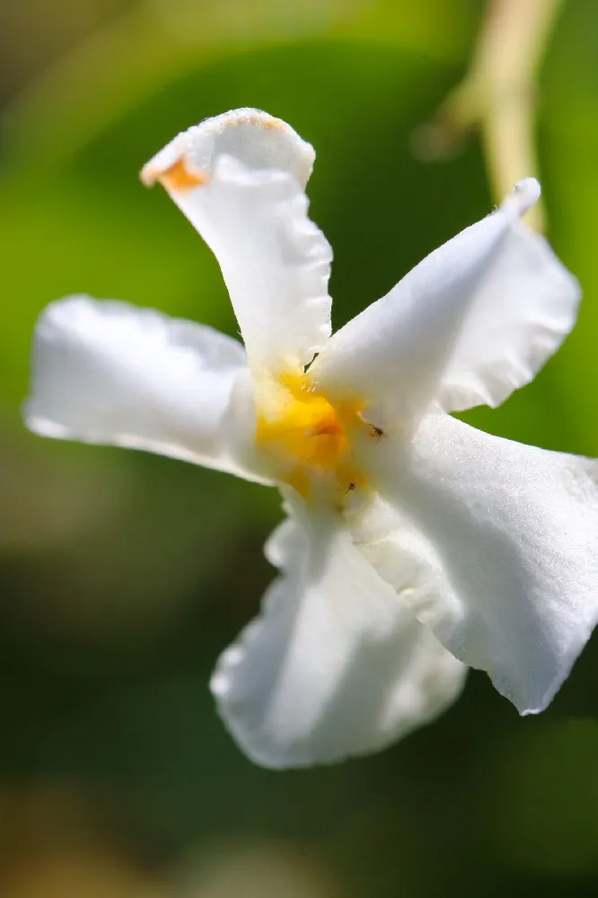 Asiatic Jasmine Shrub