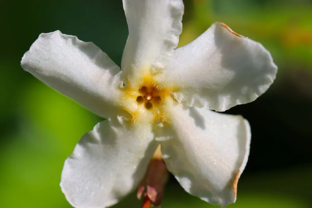 Asiatic Jasmine Shrub