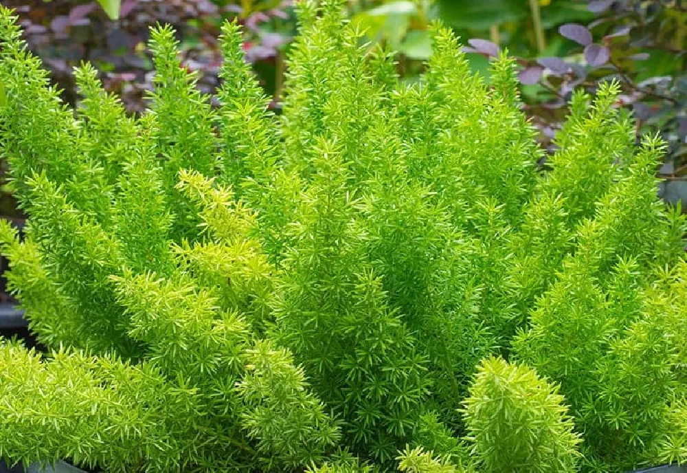 Myers Asparagus Fern Plant outside