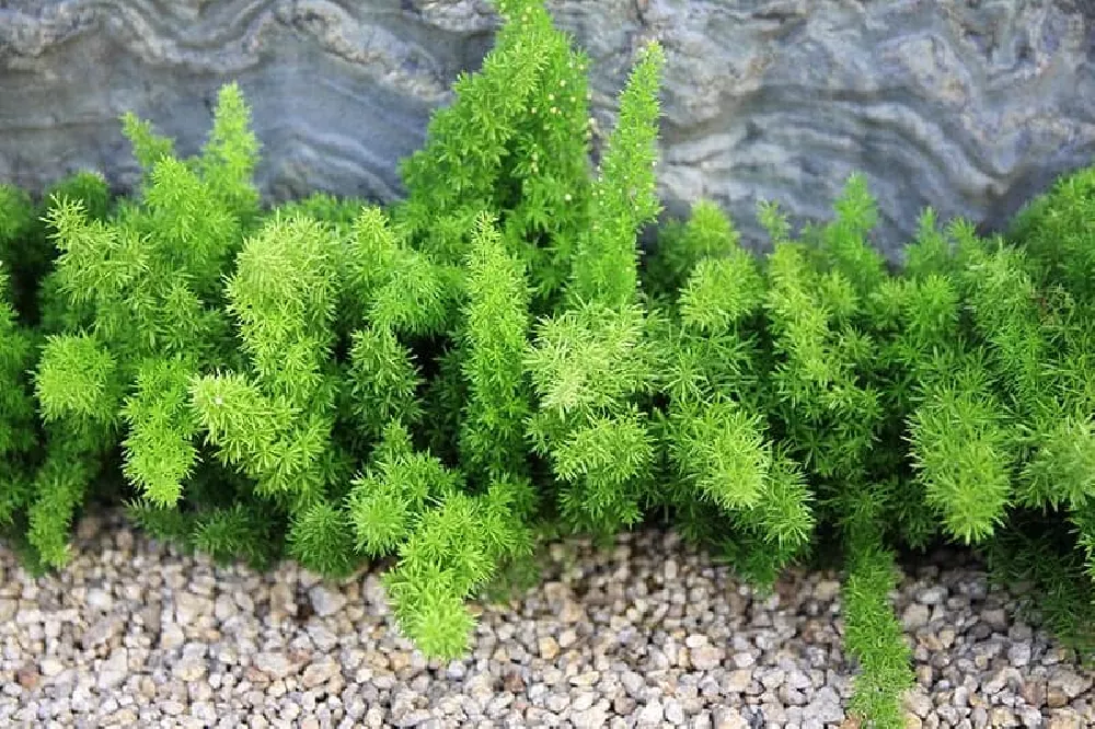 Myers Asparagus Fern Plant