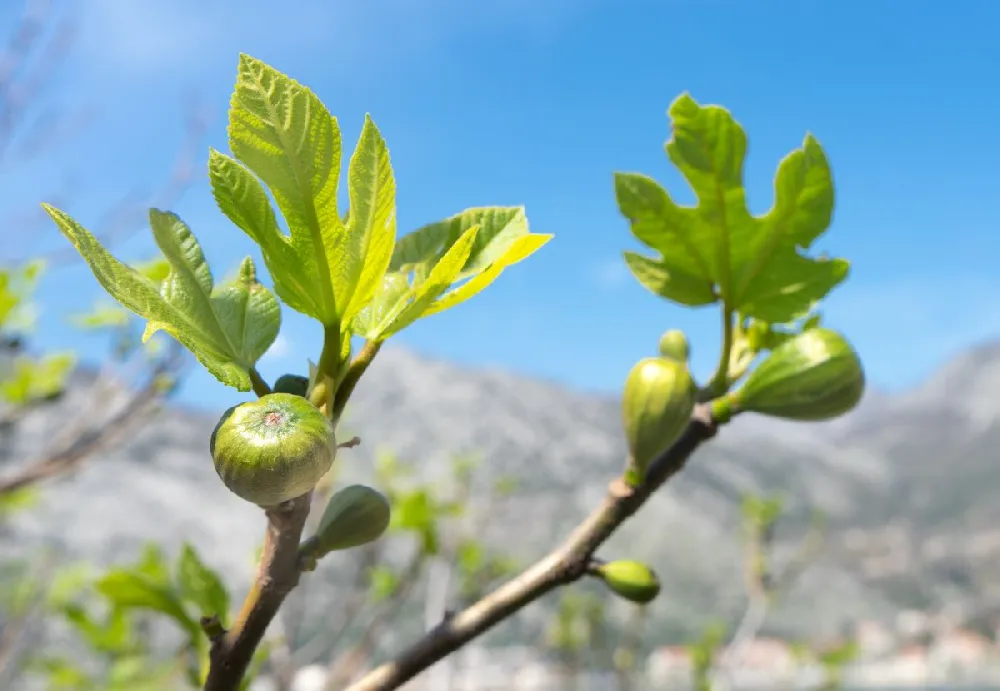 Assorted Figs - USDA Organic