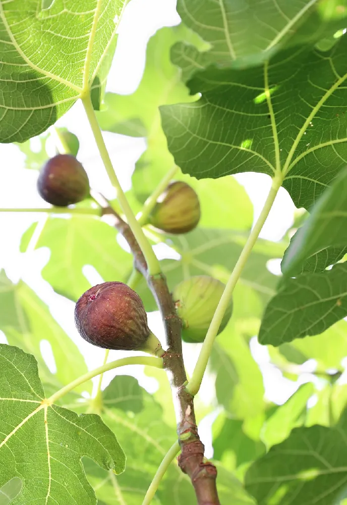 Assorted Figs - USDA Organic