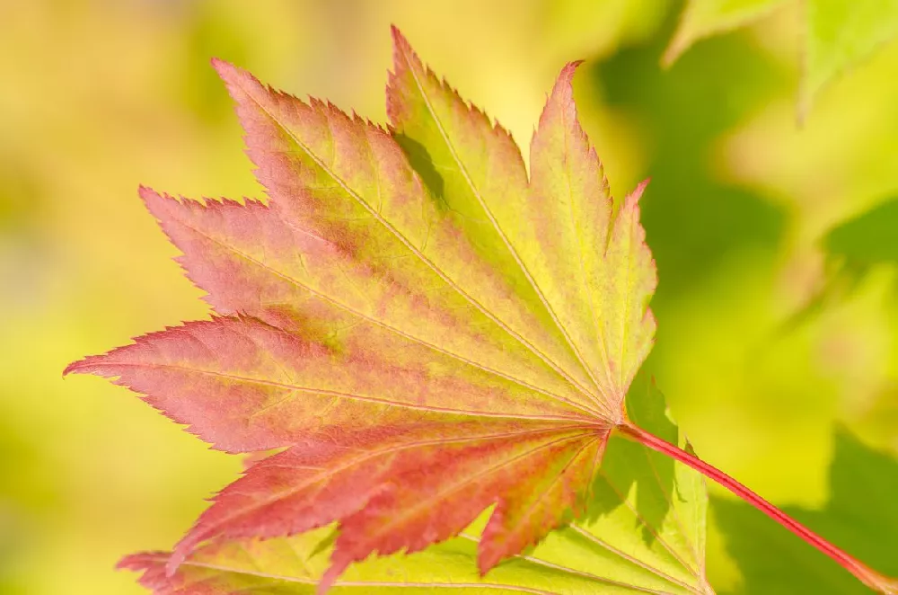 Aureum Japanese Maple Tree 1