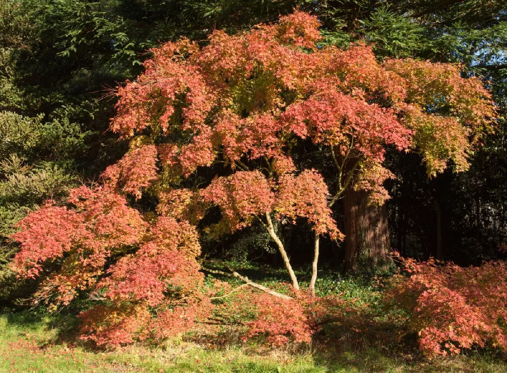 Aureum Japanese Maple Tree 2