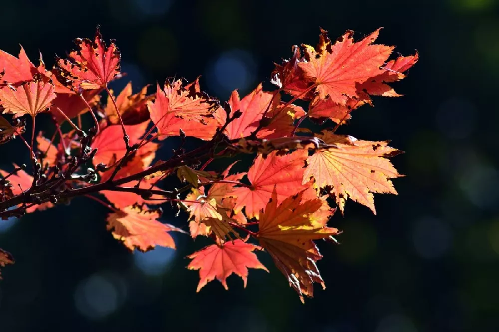 Aureum Japanese Maple Tree 3