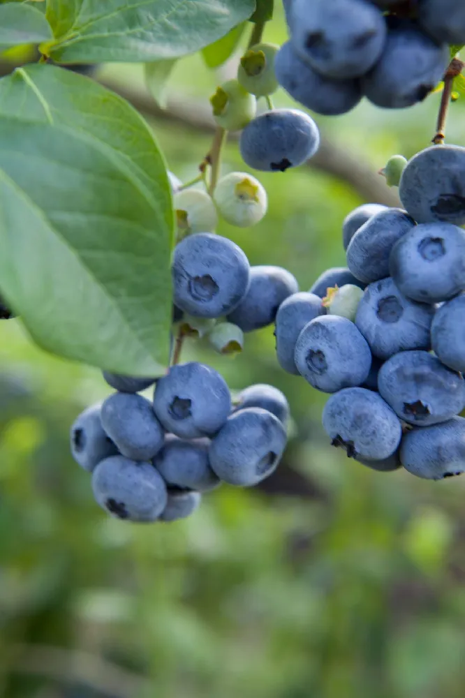 Aurora Blueberry Bush - USDA Organic