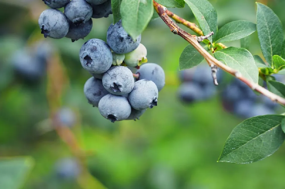 Aurora Blueberry Bush - USDA Organic