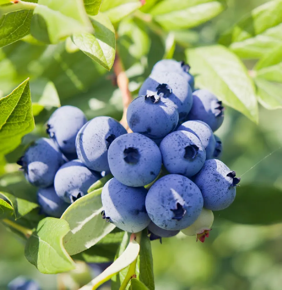 Aurora Blueberry Bush