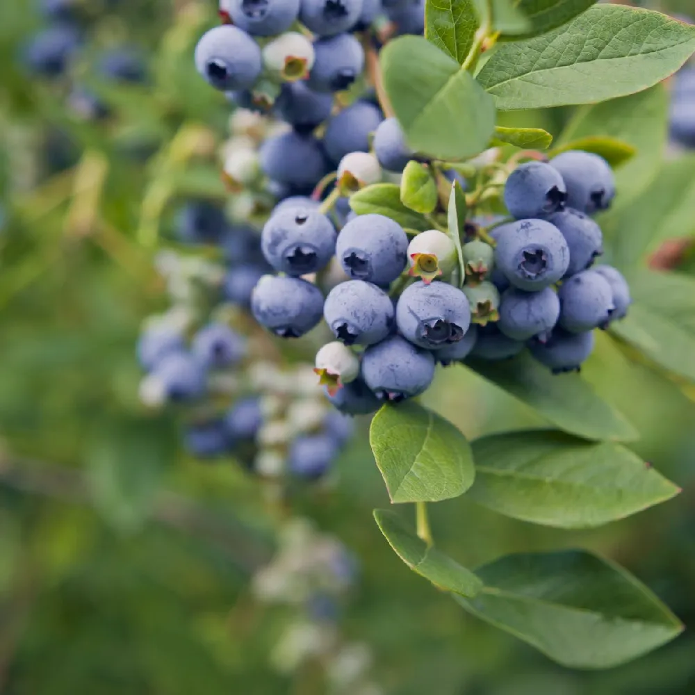 Aurora Blueberry Bush