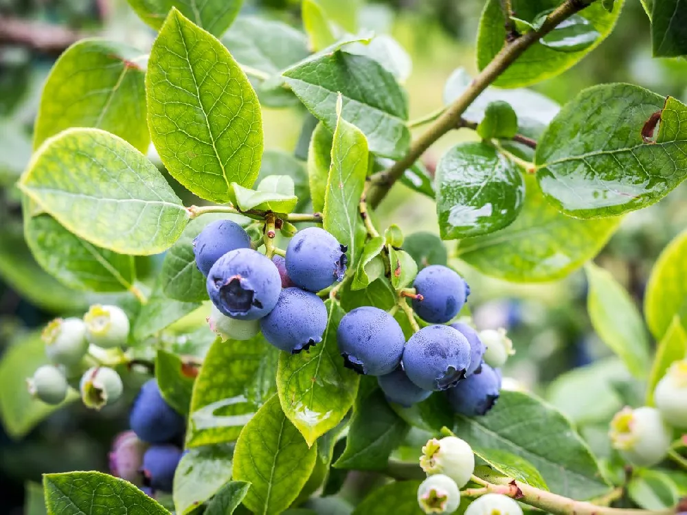 Aurora Blueberry Bush