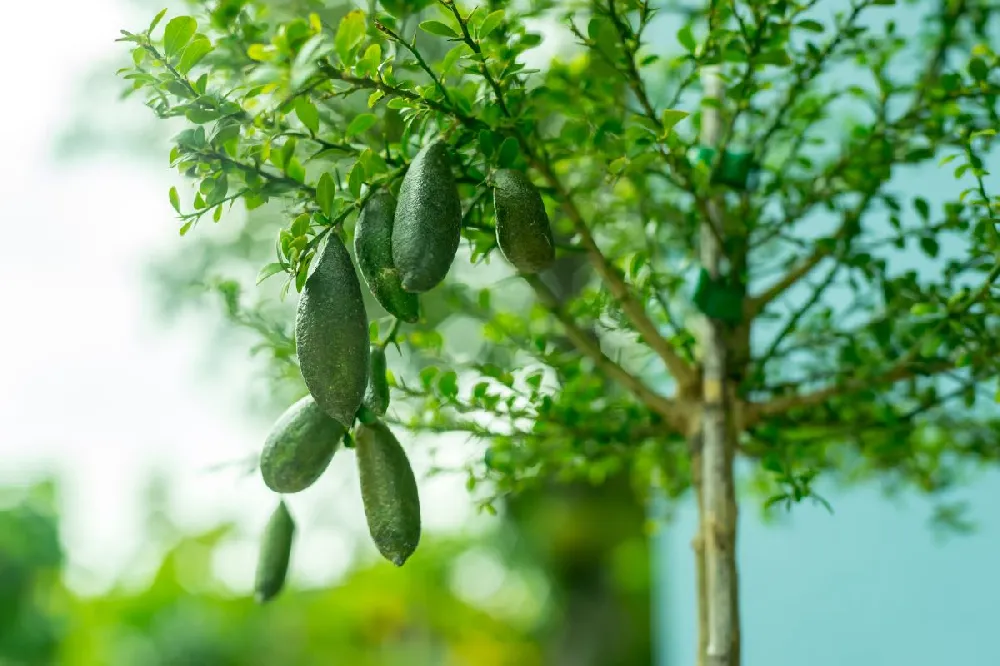 Australian Finger Lime Tree