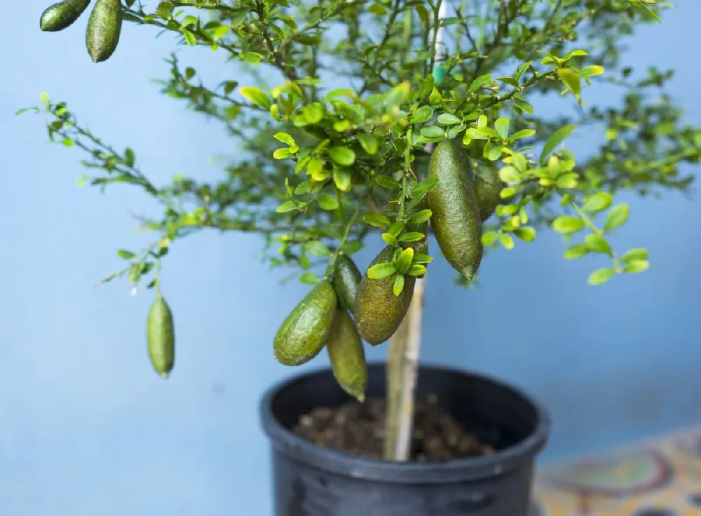 Australian Finger Lime