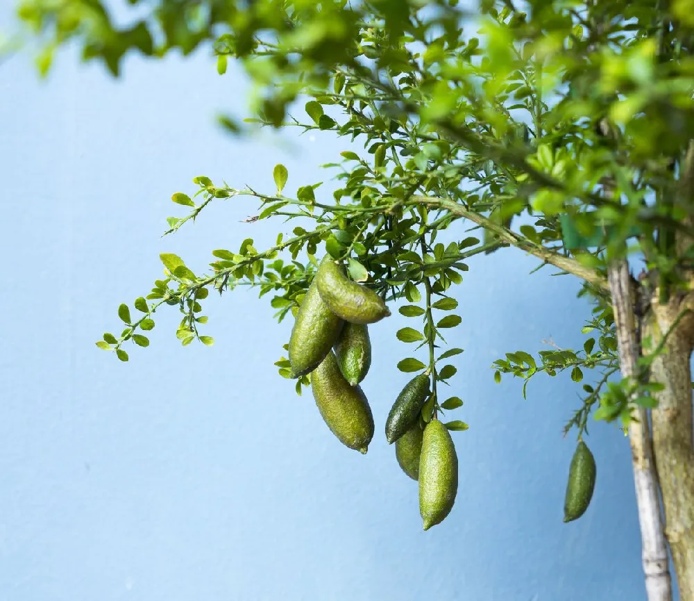 Australian Finger Lime Tree