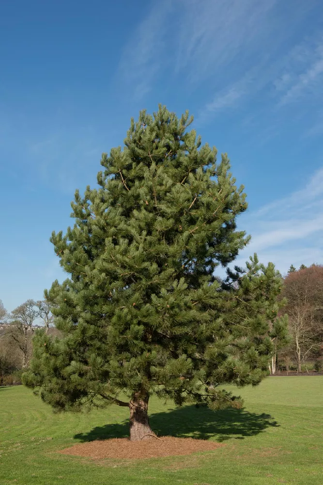 Austrian Pine tree