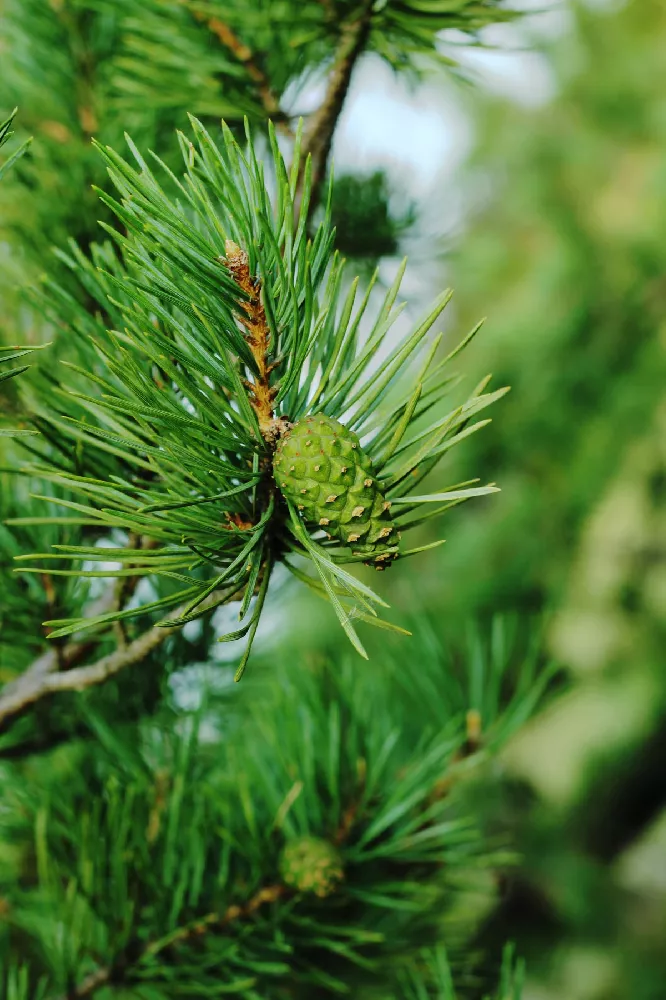 Austrian Pine tree close-up