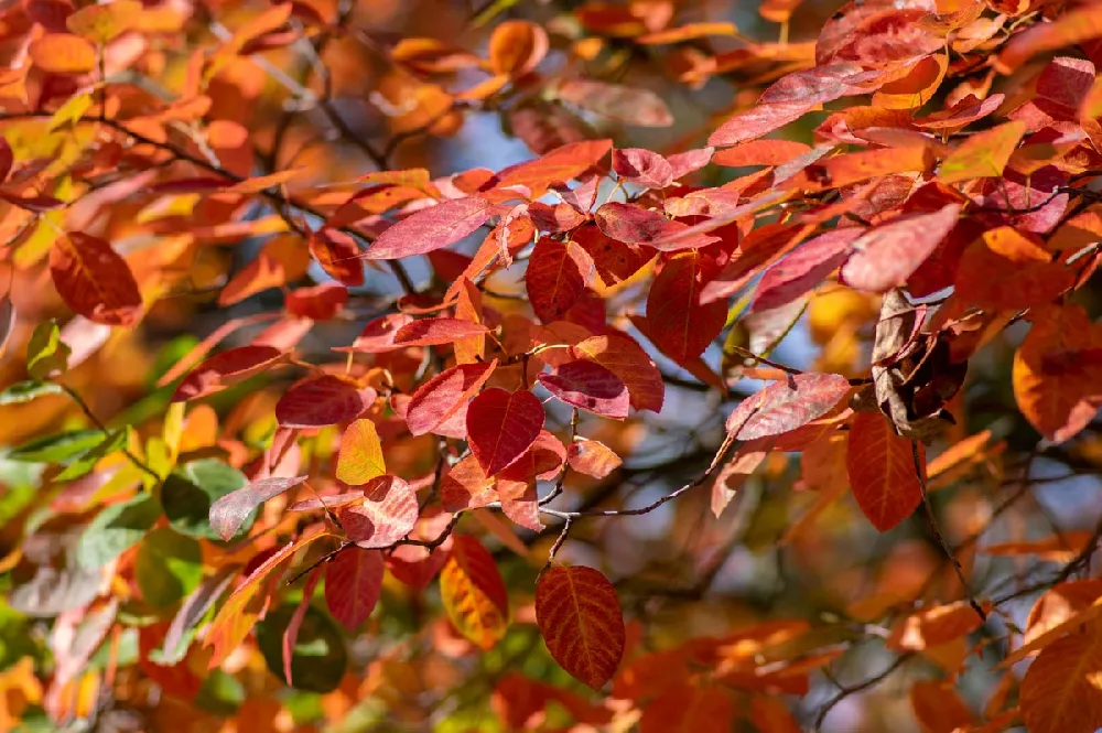 Autumn Brilliance Serviceberry tree