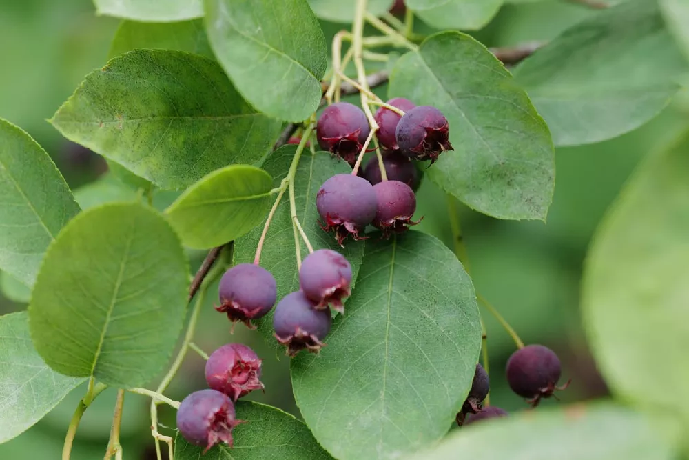 Autumn Brilliance Serviceberry fruits