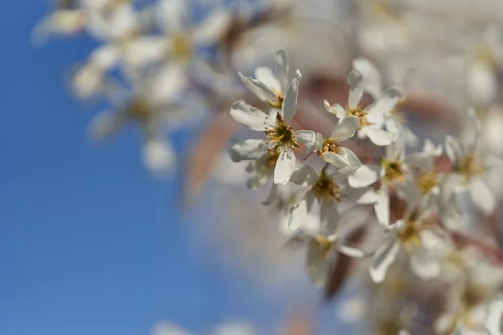 Autumn Brilliance Serviceberry flower