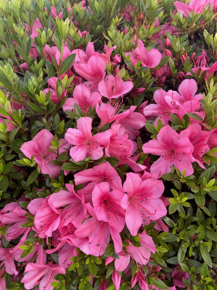 Autumn Amethyst™ Encore® Azalea